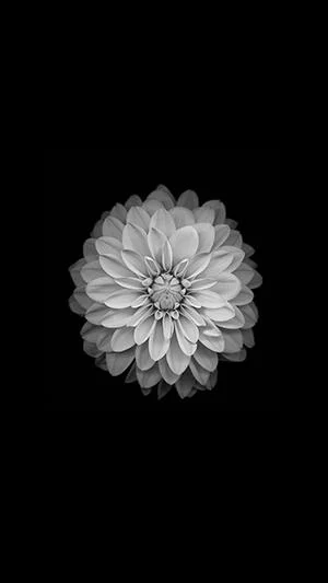 白い菊の写真、美しい白い菊の画像
