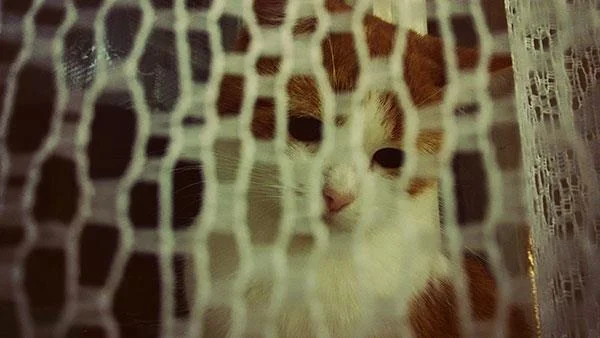 Kertas dinding kucing yang paling comel dan comel
