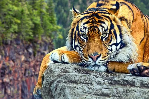 Kertas dinding harimau yang sangat cantik untuk komputer, kertas dinding harimau untuk komputer riba