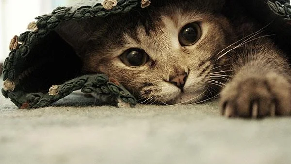 Kertas dinding kucing yang paling comel dan comel