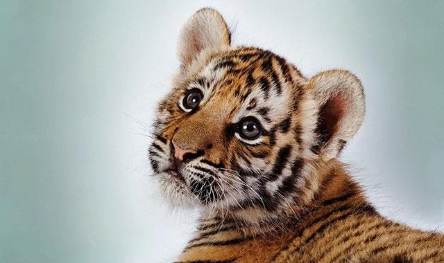 Kertas dinding harimau yang sangat cantik untuk komputer, kertas dinding harimau untuk komputer riba