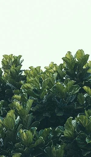 Bilgisayarlar için yaprak duvar kağıtları, telefonlar için yaprak fotoğrafları