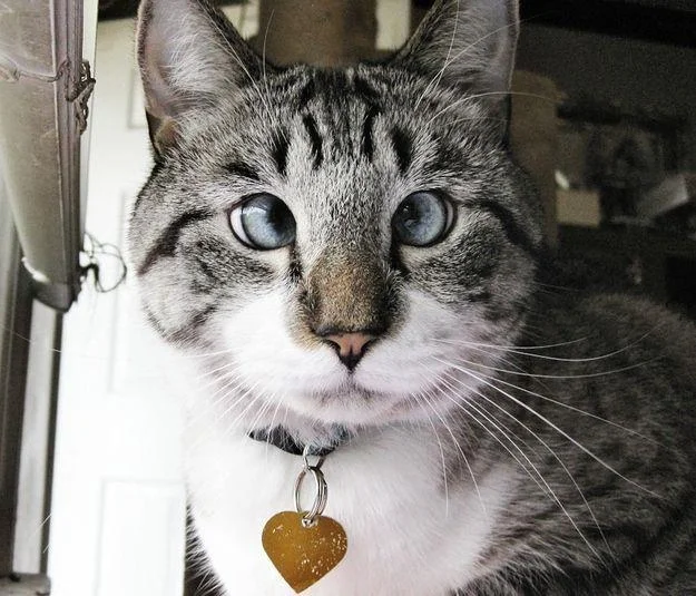Gambar kucing kelakar, gambar kucing kelakar