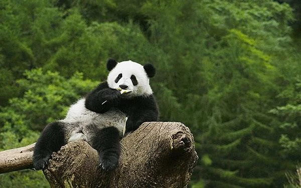 Set kertas dinding panda yang paling comel untuk komputer