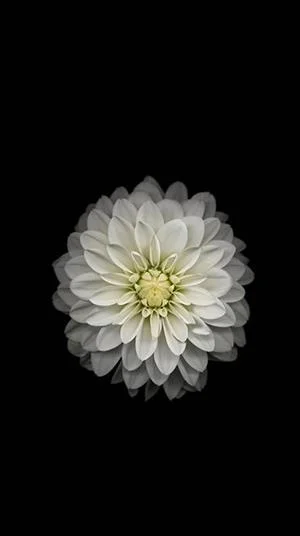 白い菊の写真、美しい白い菊の画像