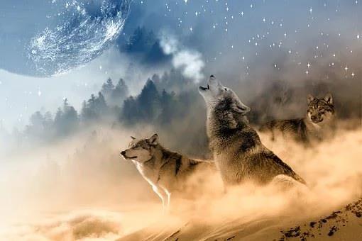 Fonds d'écran de loup Full HD pour ordinateurs