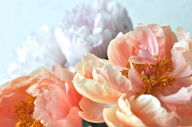 Kertas dinding peony, gambar peony yang cantik