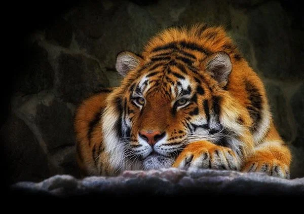 Kertas dinding harimau yang sangat cantik untuk komputer, kertas dinding harimau untuk komputer riba
