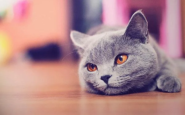 Kertas dinding kucing yang paling comel dan comel