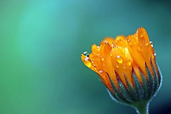 最も美しい花の画像のコレクション