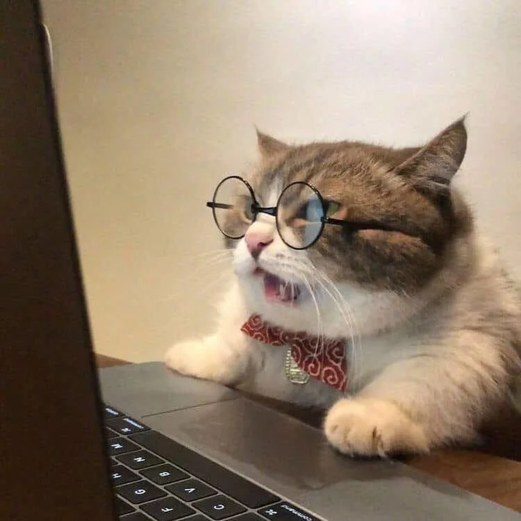 Gambar kucing kelakar, gambar kucing kelakar