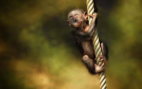Kertas dinding bayi monyet yang cantik dan comel untuk komputer