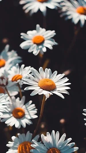 白い菊の写真、美しい白い菊の画像