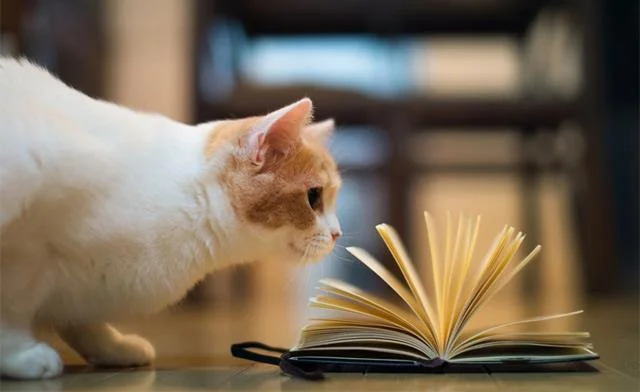 Koleksi kertas dinding buku yang paling indah untuk komputer