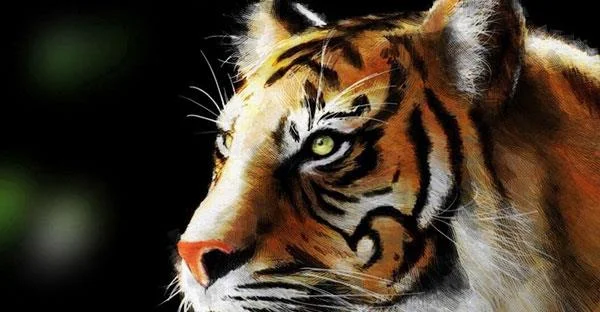 Kertas dinding harimau yang sangat cantik untuk komputer, kertas dinding harimau untuk komputer riba