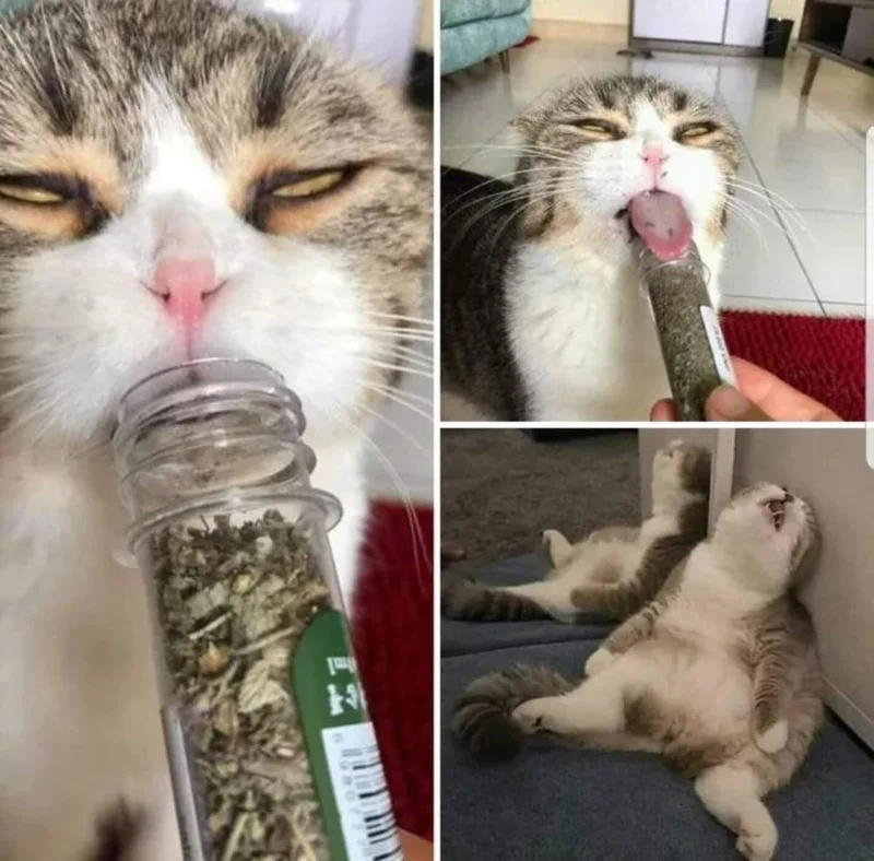 Gambar kucing kelakar, gambar kucing kelakar