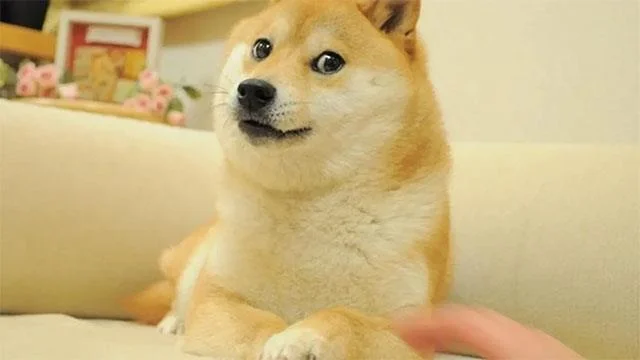 Doge Windows duvar kağıdı, Doge Windows 11 meme, Doge duvar kağıdı