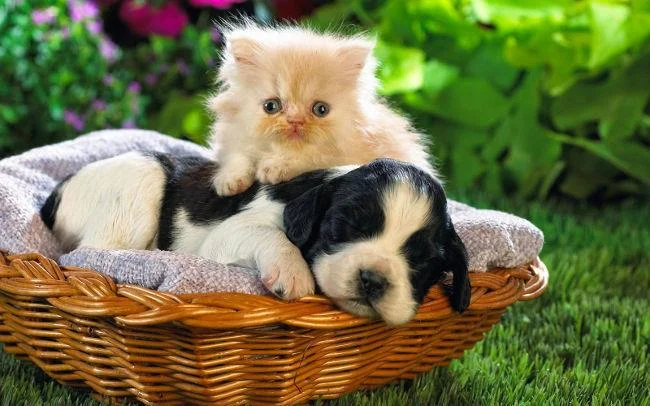 Set kertas dinding anjing comel untuk komputer
