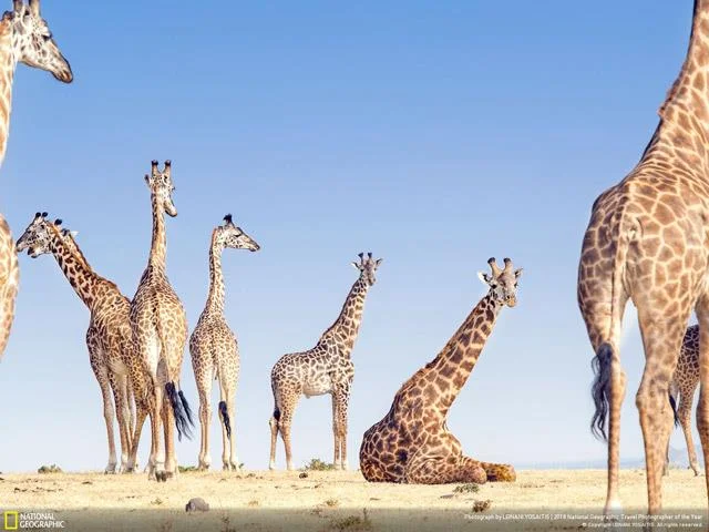 Muat turun sekarang set kertas dinding unik tentang adegan kehidupan yang disediakan oleh saluran TV National Geographic