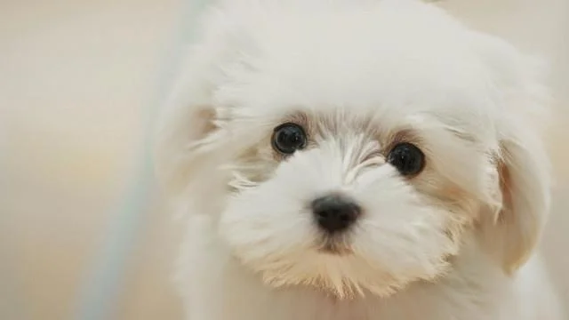 Set kertas dinding anjing comel untuk komputer