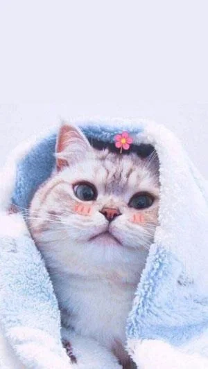 Koleksi 70 kertas dinding kucing comel untuk telefon anda