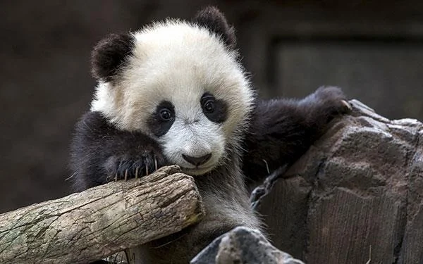 Set kertas dinding panda yang paling comel untuk komputer