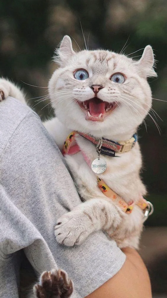 Gambar kucing kelakar, gambar kucing kelakar