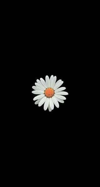白い菊の写真、美しい白い菊の画像