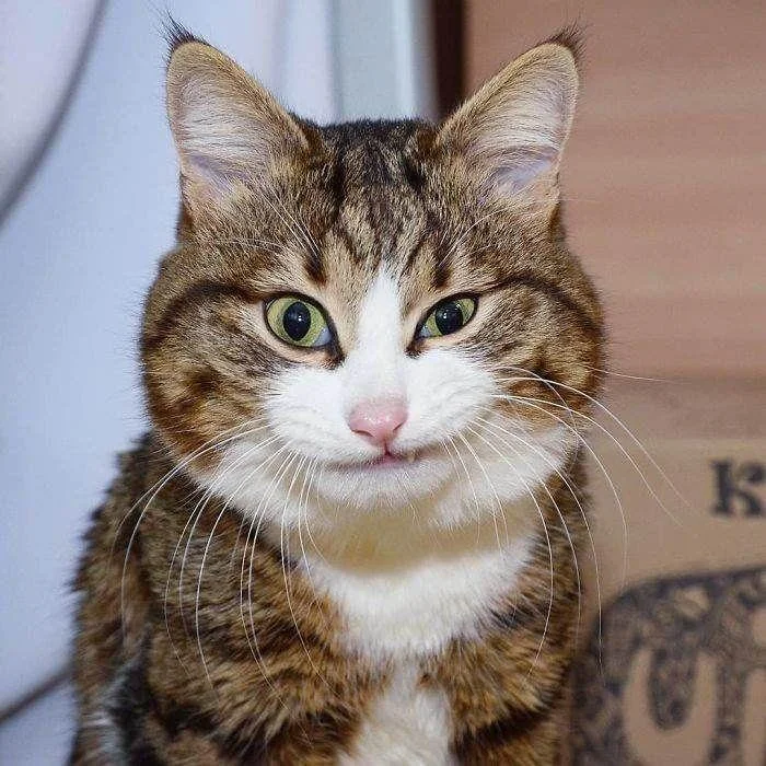 Gambar kucing kelakar, gambar kucing kelakar