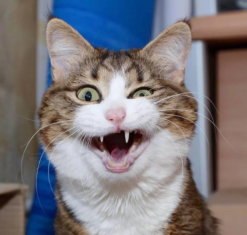 Gambar kucing kelakar, gambar kucing kelakar