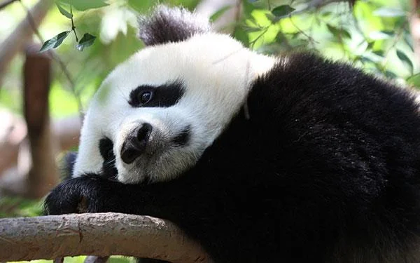 Set kertas dinding panda yang paling comel untuk komputer
