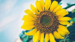 Collection de magnifiques fonds décran et images de tournesol