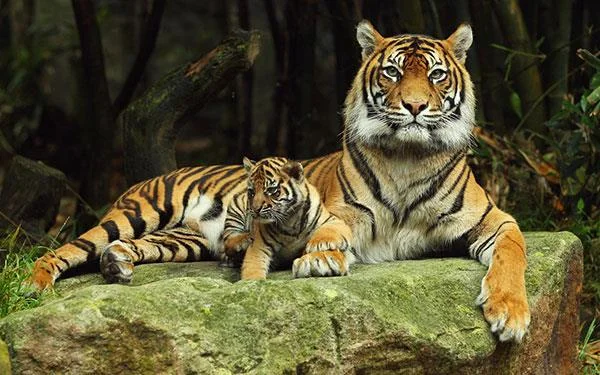 Kertas dinding harimau yang sangat cantik untuk komputer, kertas dinding harimau untuk komputer riba