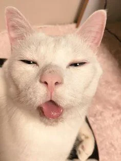 Gambar kucing kelakar, gambar kucing kelakar