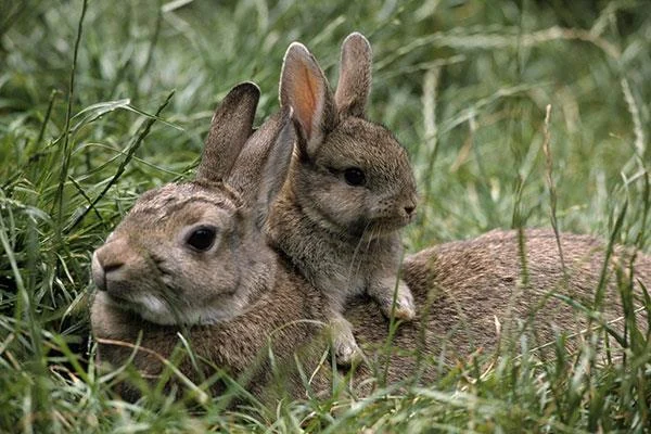 愛らしくてかわいい赤ちゃんウサギの壁紙
