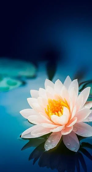 白い菊の写真、美しい白い菊の画像