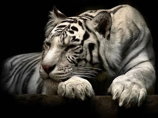 Kertas dinding harimau yang sangat cantik untuk komputer, kertas dinding harimau untuk komputer riba