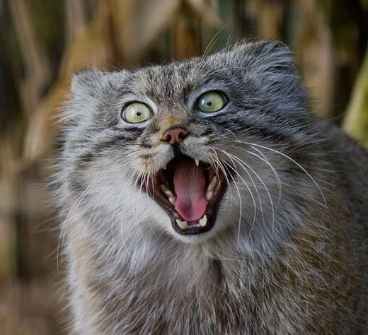 Gambar kucing kelakar, gambar kucing kelakar