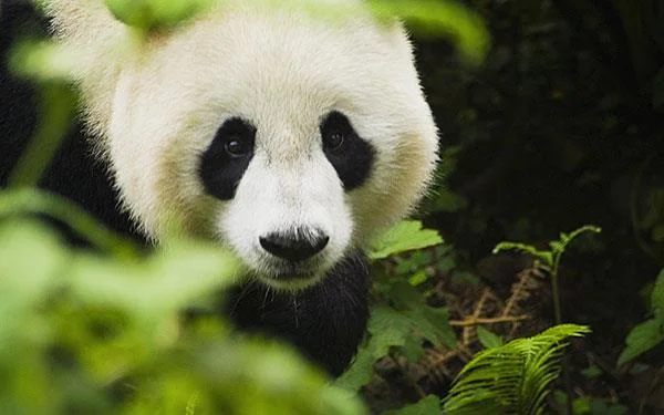 Set kertas dinding panda yang paling comel untuk komputer