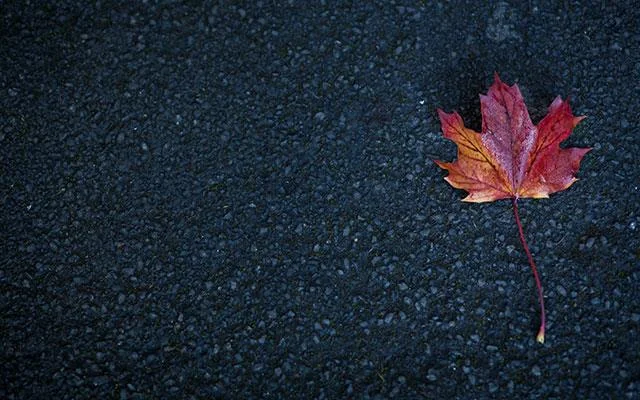 Beaux fonds d'écran de feuilles d'érable, feuilles d'érable d'automne pour ordinateurs et ordinateurs portables