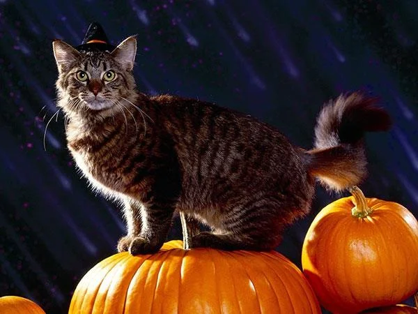 Fondo de pantalla de Halloween para ordenadores.