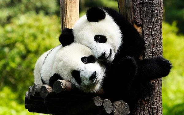 Set kertas dinding panda yang paling comel untuk komputer