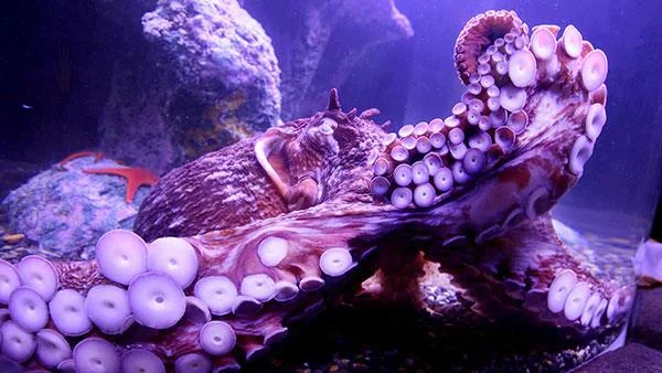 Top 200 kertas dinding komputer HD Penuh yang sangat cantik jangan dilepaskan