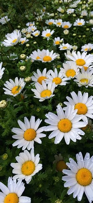 白い菊の写真、美しい白い菊の画像