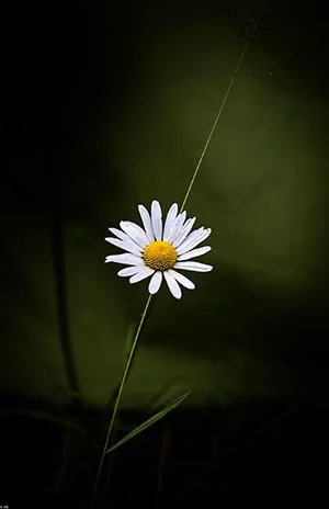 白い菊の写真、美しい白い菊の画像
