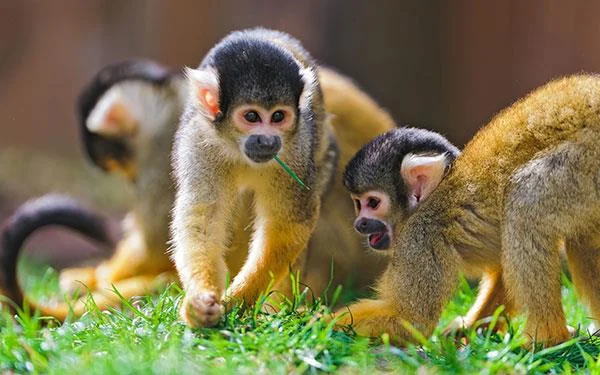 Kertas dinding bayi monyet yang cantik dan comel untuk komputer