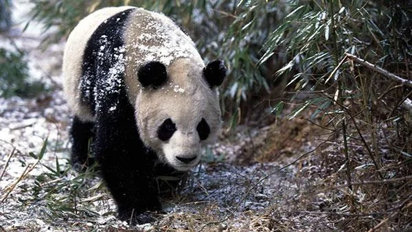 Set kertas dinding panda yang paling comel untuk komputer