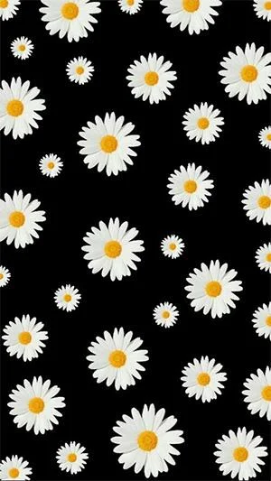 白い菊の写真、美しい白い菊の画像