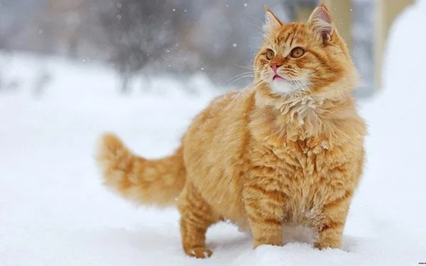 Kertas dinding kucing yang paling comel dan comel