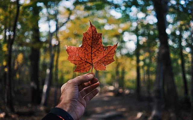 Beaux fonds d'écran de feuilles d'érable, feuilles d'érable d'automne pour ordinateurs et ordinateurs portables